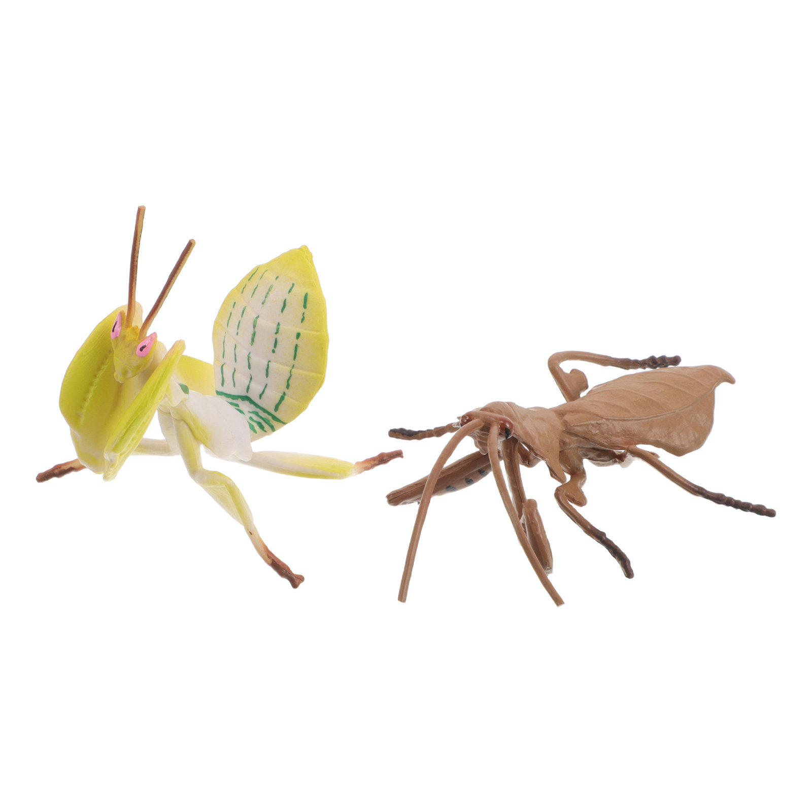 Realistic Praying Mantis Model - Science Project 评论和价格
