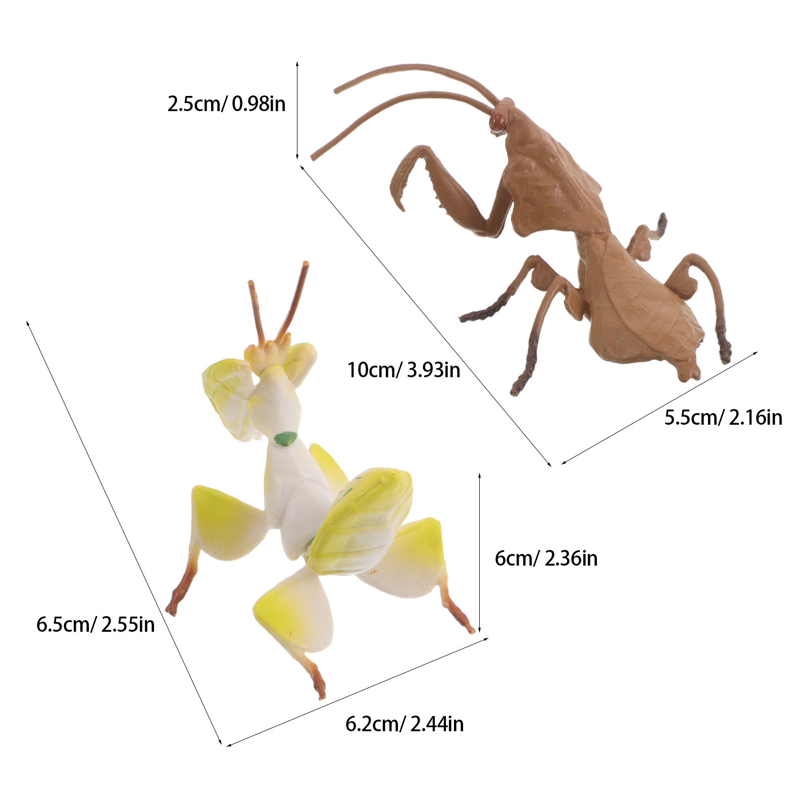 Realistic Praying Mantis Model - Science Project 评论和价格