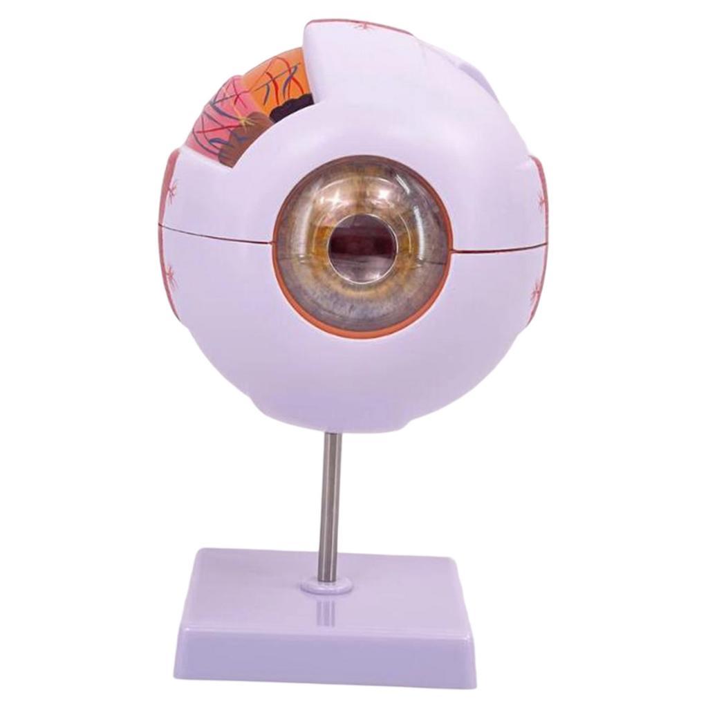 Human Eye Anatomical Model Enl - Science Exhibition Models 评论和价格