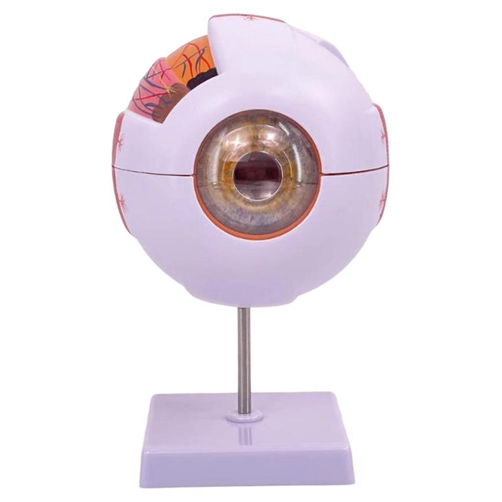 Human Eye Anatomical Model Enl - Science Exhibition Models 评论和价格